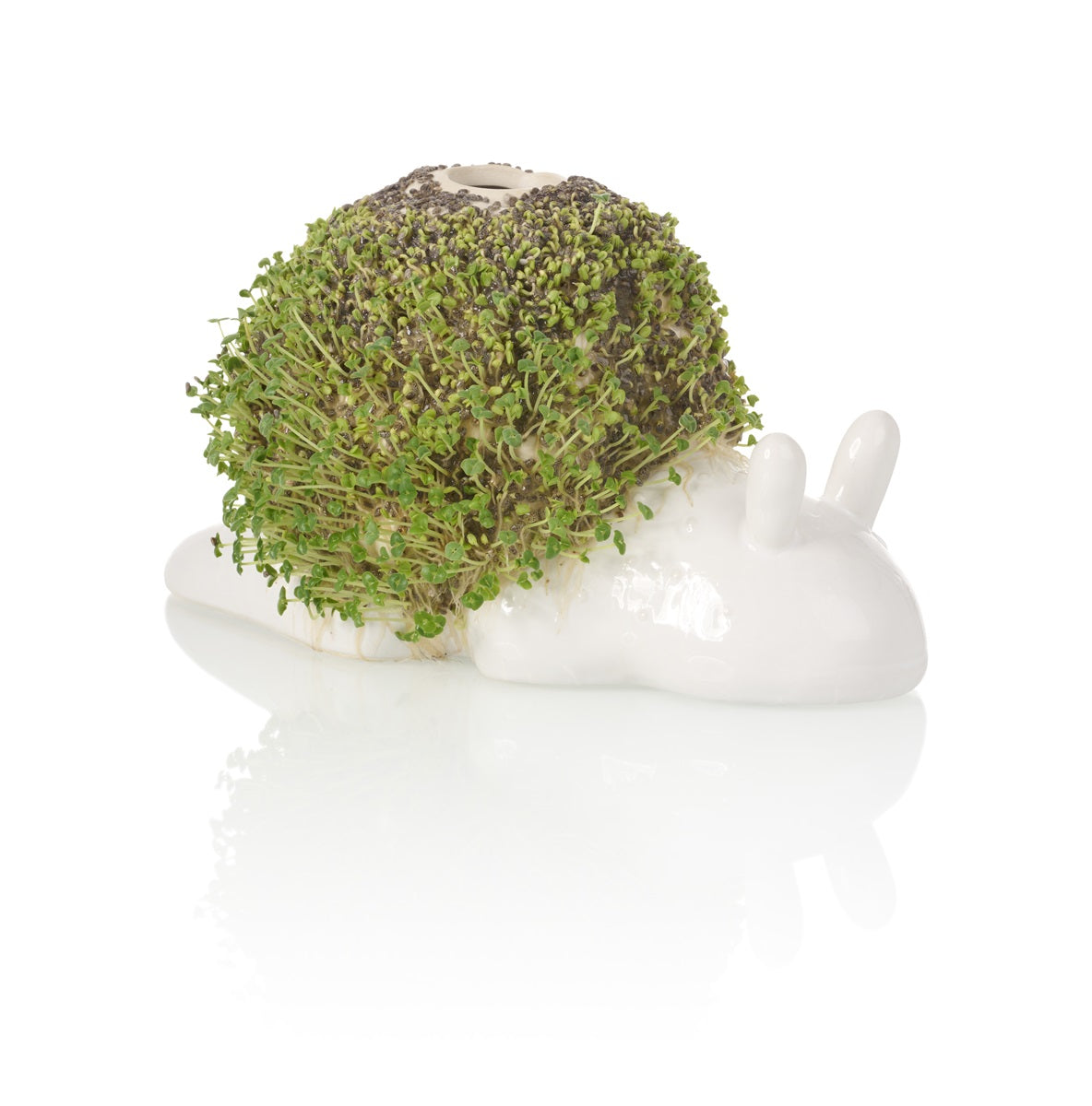 planteur de chia escargot bitten