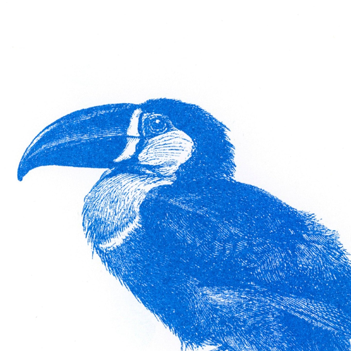 Carte postale Toucan Bleu
