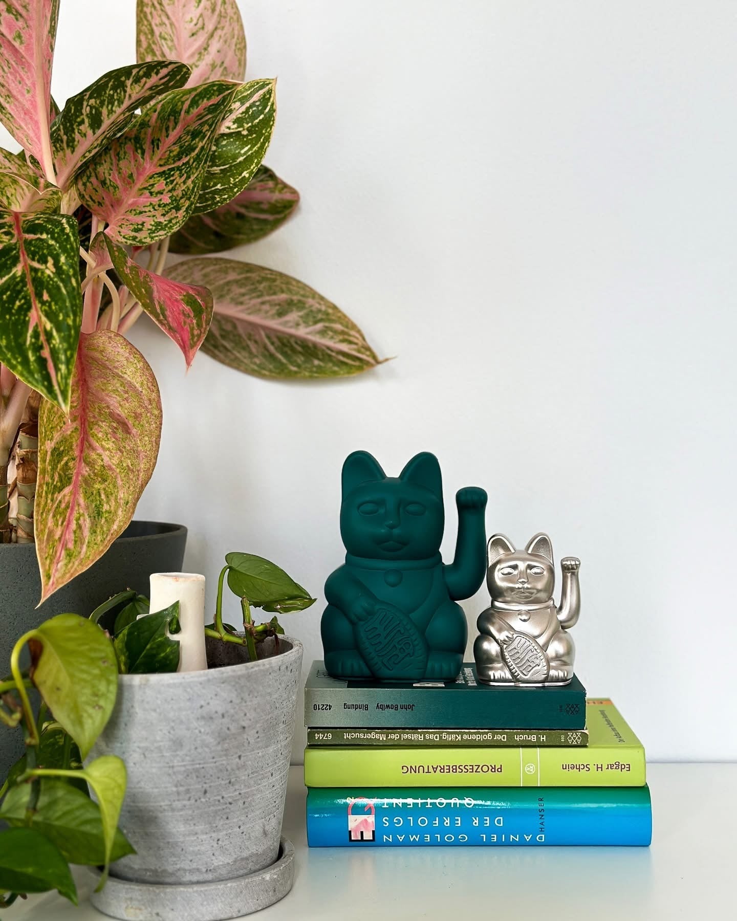 Fortunato gatto verde