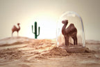 Animal Parade Salt and Pepper Shakers