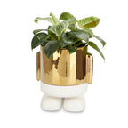 Mr. Standy Plant Pot