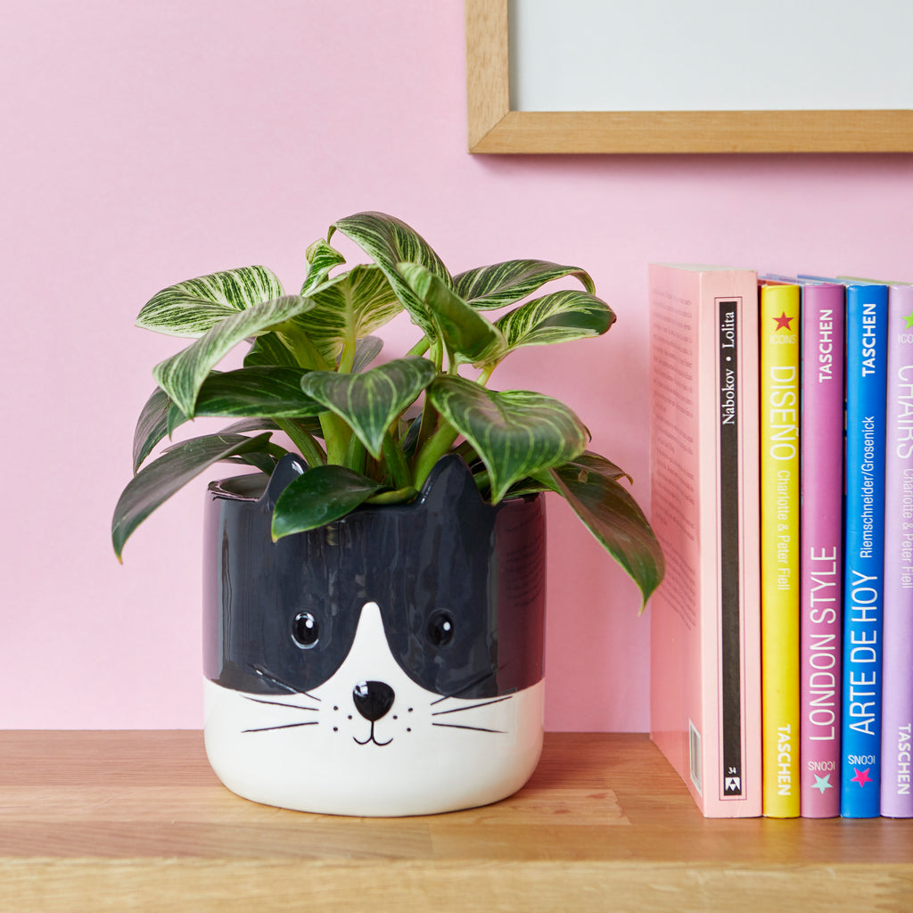 Kitty Plant Pot