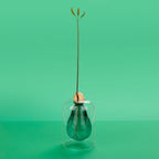 Vase de germination Avocado Vase