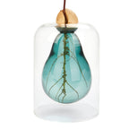 Vase de germination Avocado Vase