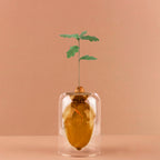Vase de germination Acorn Vase
