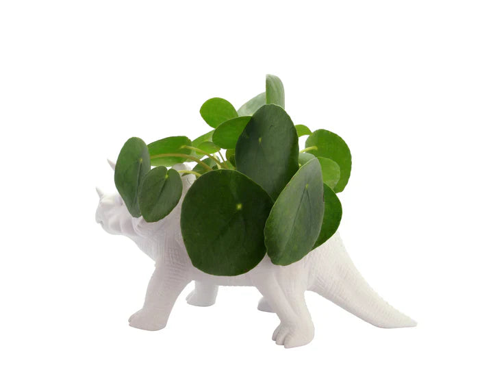 Regalo de diseño – pot dinosaure tricerapot bitten 