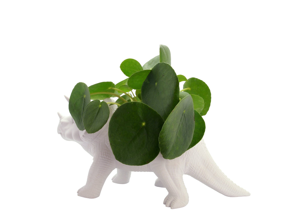 Pot de Fleur Dinosaure Tricérapot – Bitten