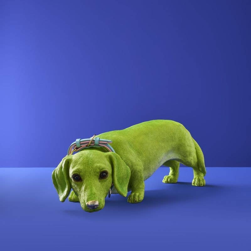 Chien Teckel Wilfried M. Collier, Résine poly verte
