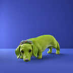 Chien Teckel Wilfried M. Collier, Résine poly verte
