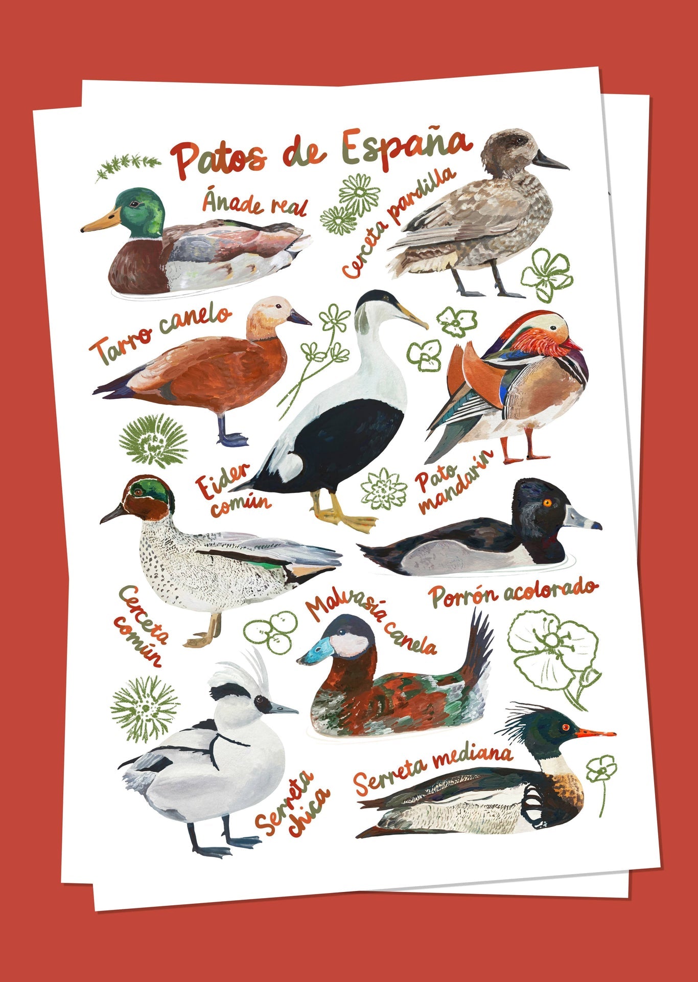 Carte postale Canards d'Espagne