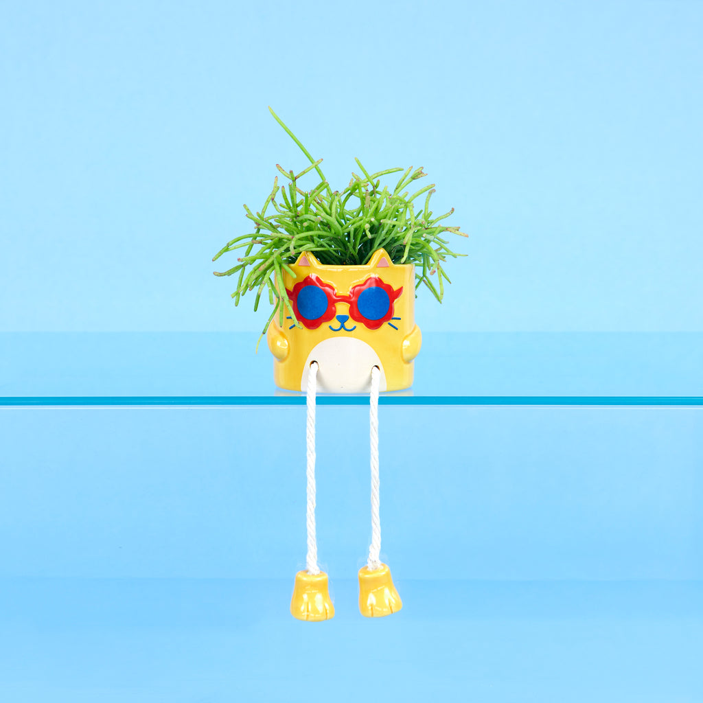 Mini pot de fleurs Cool Cat