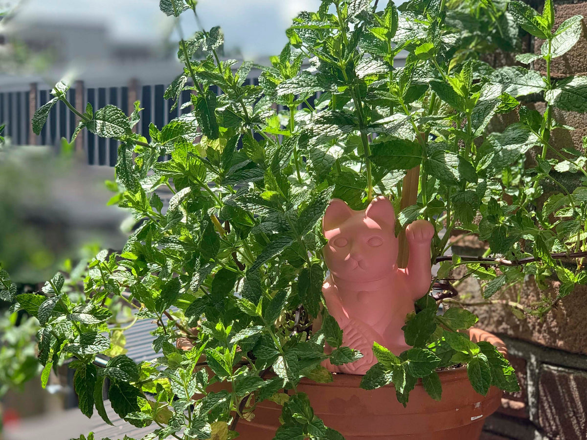 Arroseur Autonome Chat Chanceux Rose – Bitten