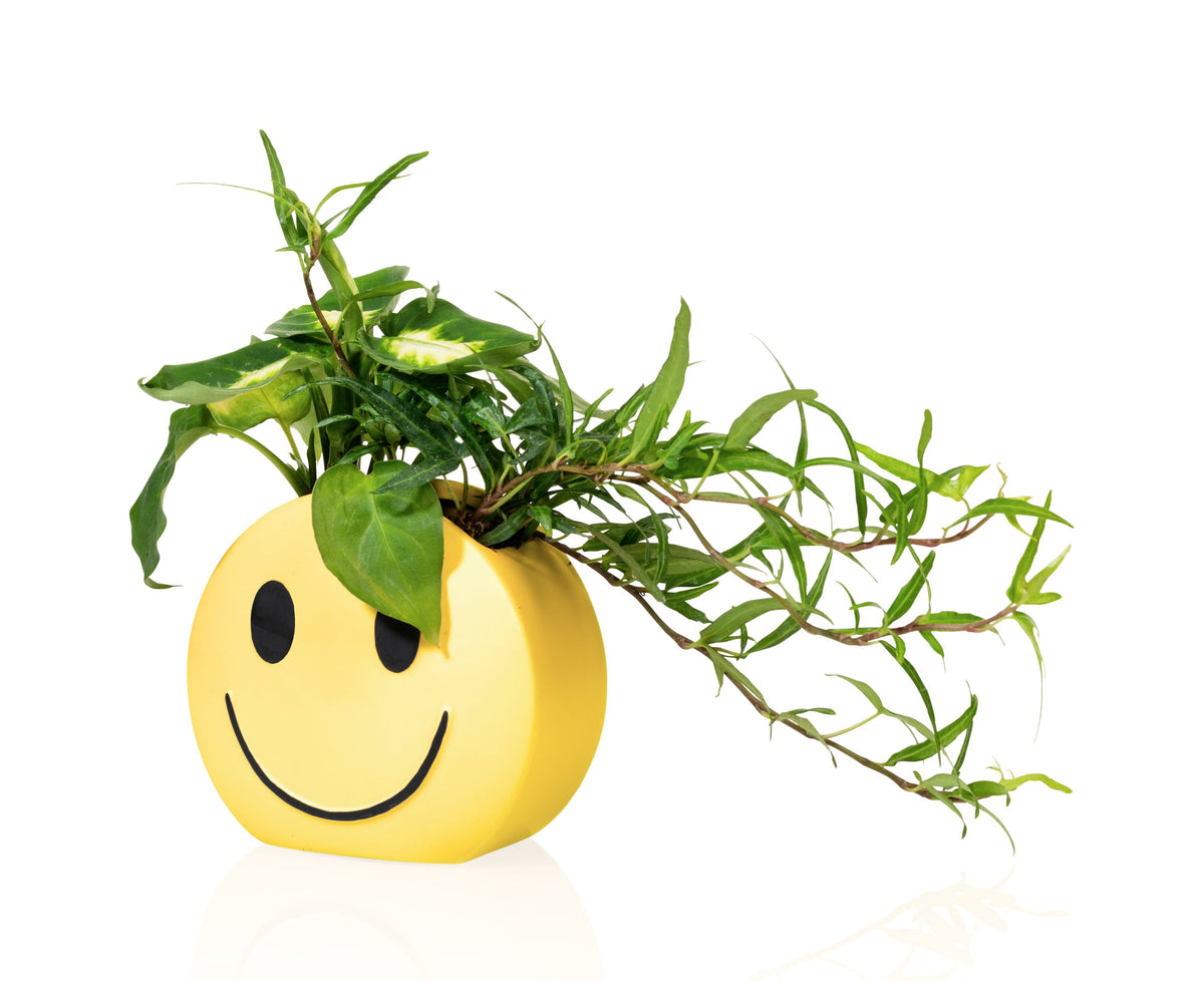 Pot Mood Sunshine – Bitten
