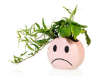 Pot Mood – Bitten