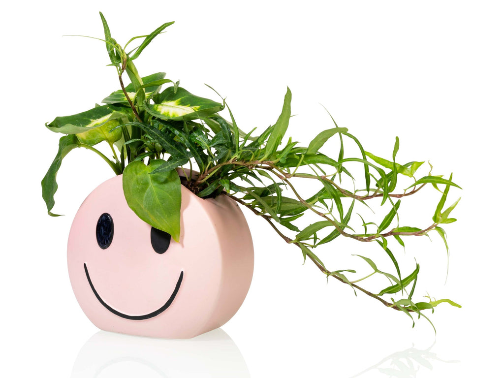 Pot Mood – Bitten