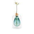 Vase de germination Avocado Vase