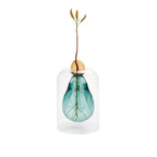 Vase de germination Avocado Vase