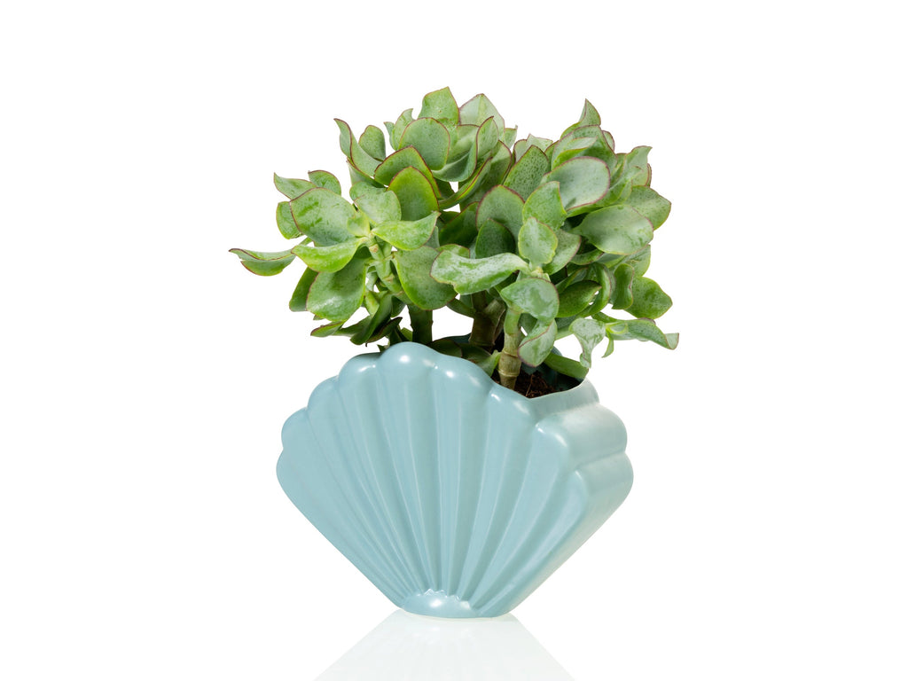 Pot de Fleur Coquillage Bleu – Grand – Bitten
