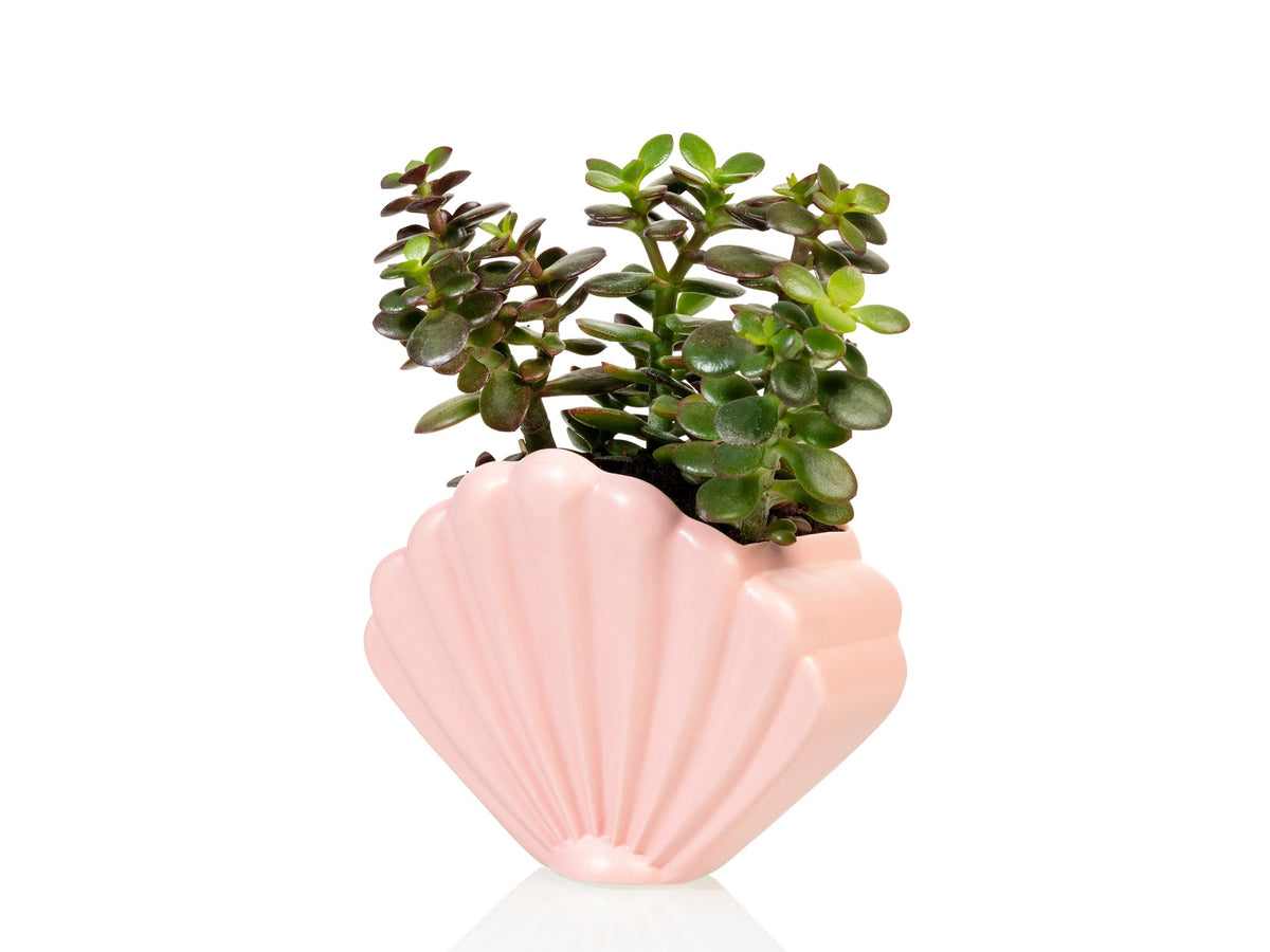 Pot de Fleur Coquillage Rose – Grand – Bitten