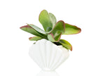 Pot de Fleur Coquillage Blanc – Grand