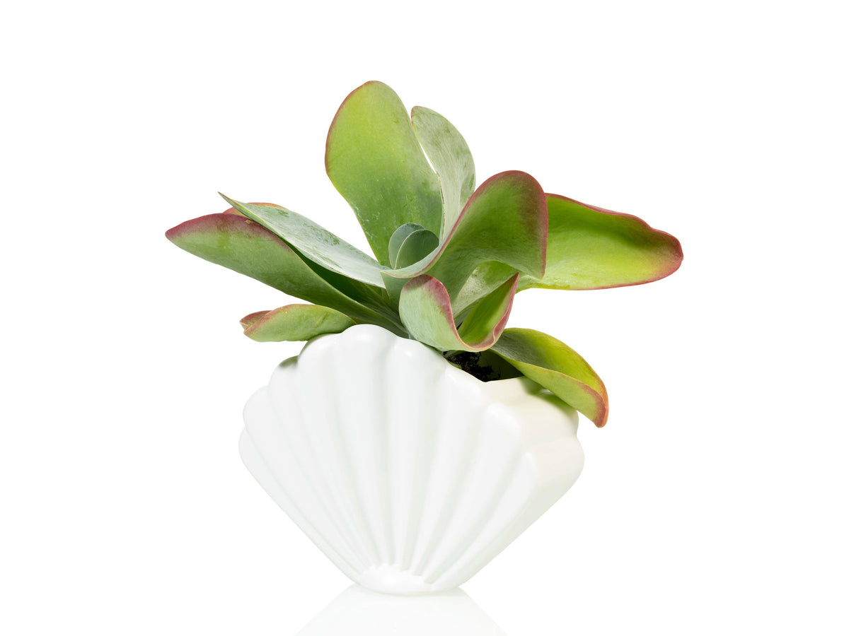 Pot de Fleur Coquillage Blanc – Grand – Bitten