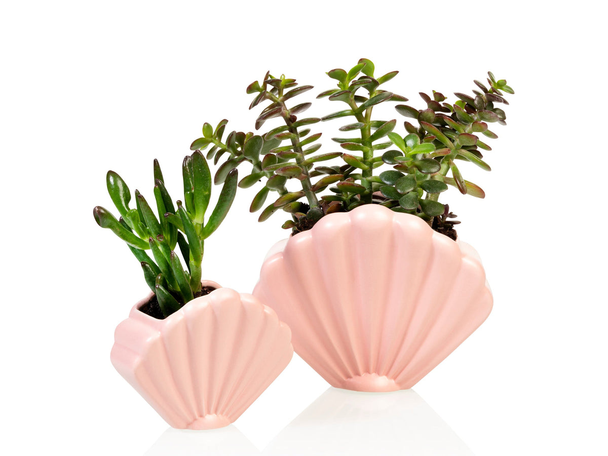 Pot de Fleur Coquillage Rose – Petit – Bitten