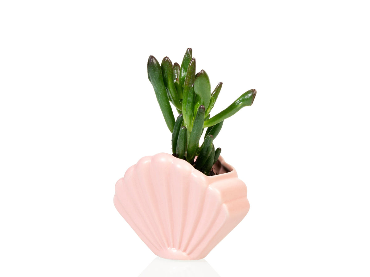 Pot de Fleur Coquillage Rose – Petit – Bitten