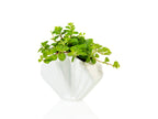 Pot de Fleur Coquillage Blanc – Petit