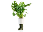 Pot de Fleur Bottes Wellington Vert – Grand