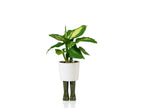 Pot de Fleur Bottes Wellington Vert – Petit