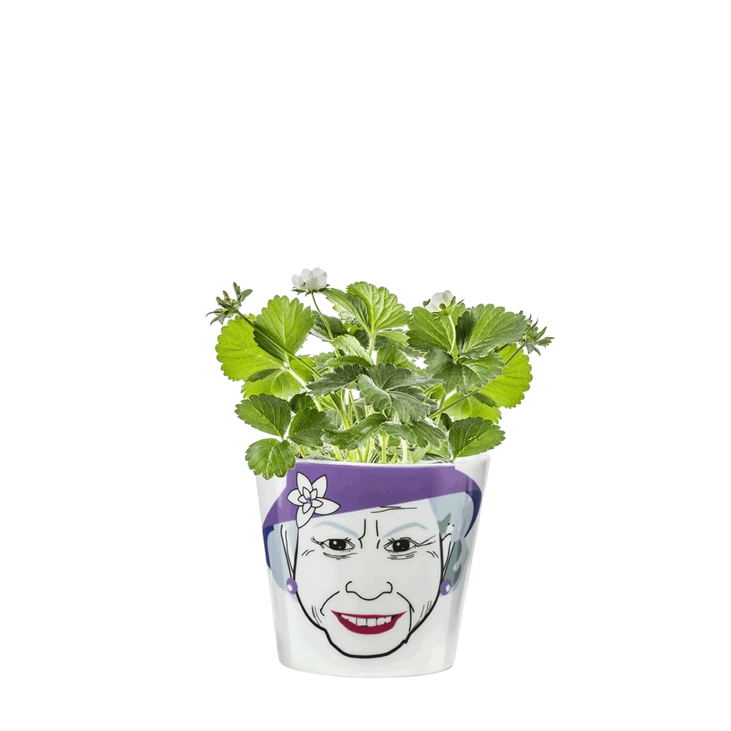 Blumentopf „Queen“.