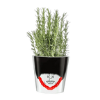 Royal Guard Flower Pot