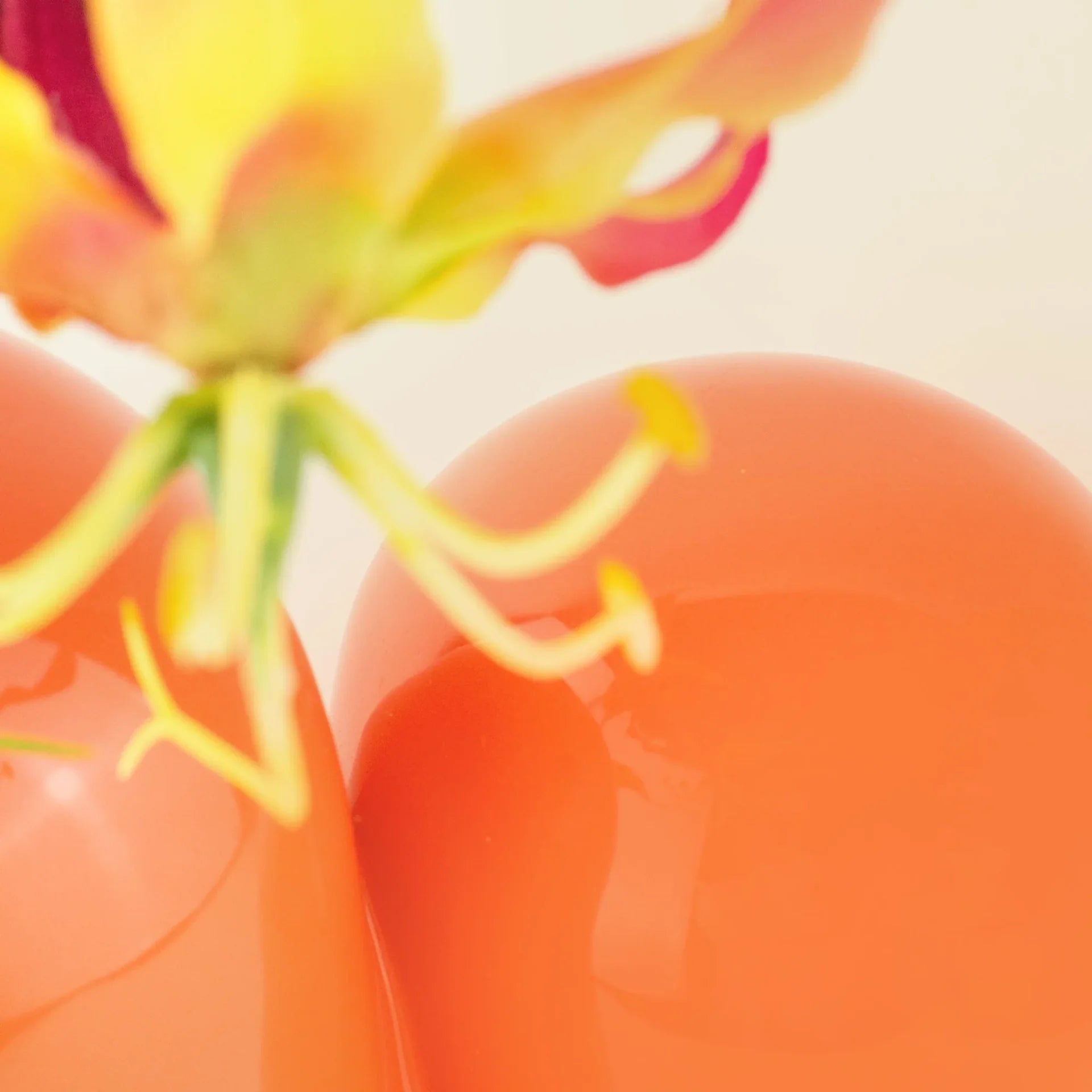 vase sulcus donkey