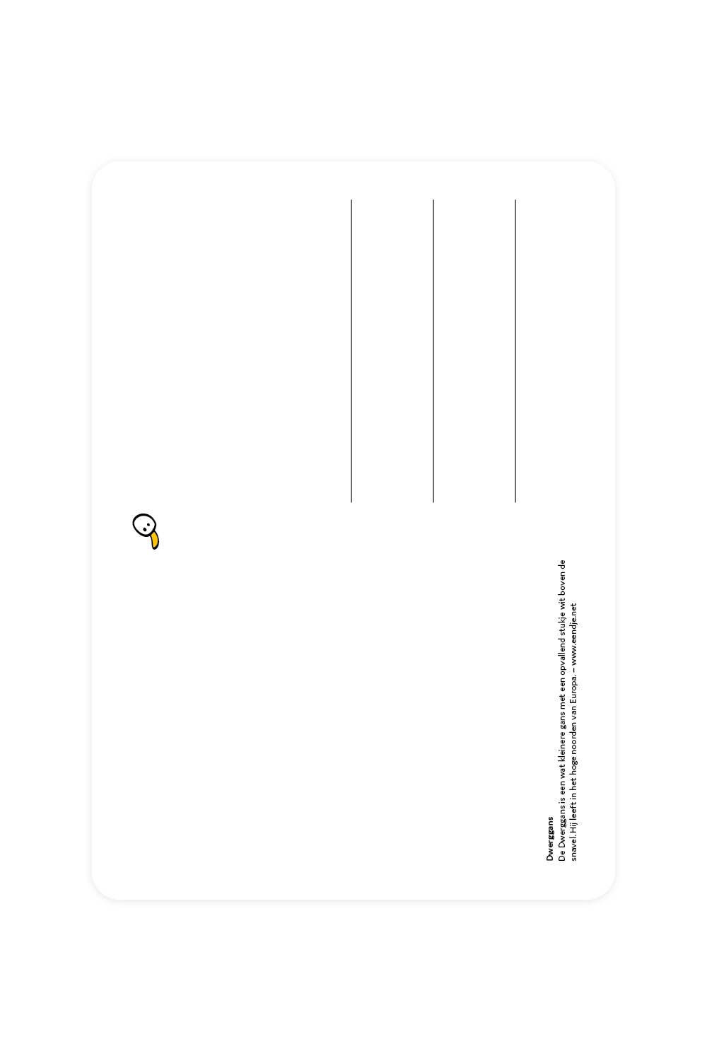 Postcard with a Lesser White-fronted Goose