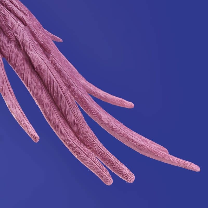 Deckenleuchte Papagei Rosa