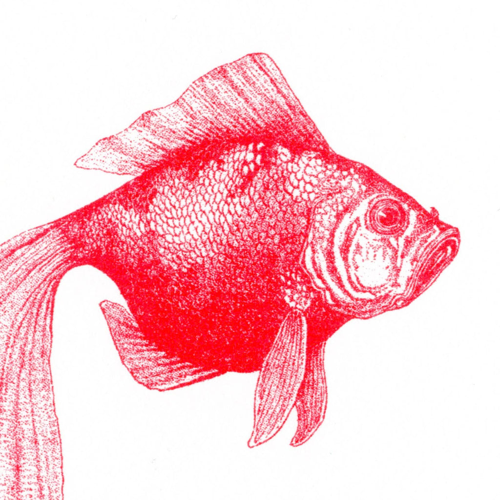 Carte postale Poisson Rouge | Designproducten en originele cadeaus