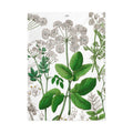 Torchon Hortus Botanicus fleur de sureau