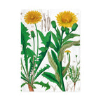 Torchon Hortus Botanicus avec motif de pissenlit
