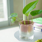 Vase Hydroponique Dalia Rose Helio Ferretti Helio Ferretti Vue 2