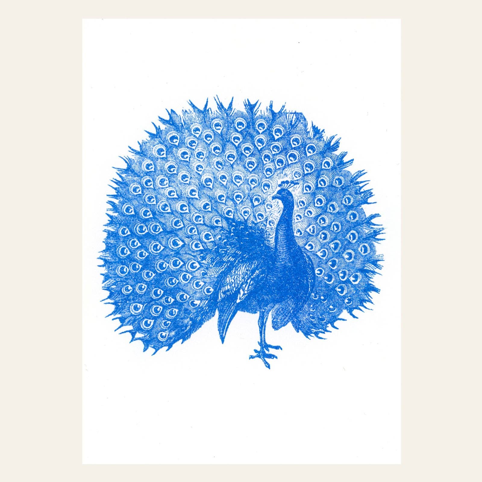 Carte postale Paon | Designproducten en originele cadeaus
