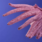 Deckenleuchte Papagei Rosa