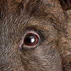 Wandleuchte „Willy das Wildschwein“, braunes Polyurethanharz