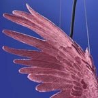 Deckenleuchte Papagei Rosa