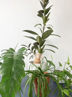 Arroseur Autonome Amphora | Designproducten en originele cadeaus