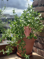 Designcadeau – Arroseur Autonome Chat Chanceux Rose - le Chat Chanceux