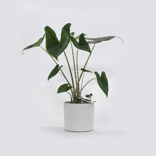 Arroseur Autonome OVNI | Designproducten en originele cadeaus