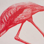 Flamingo Art Print