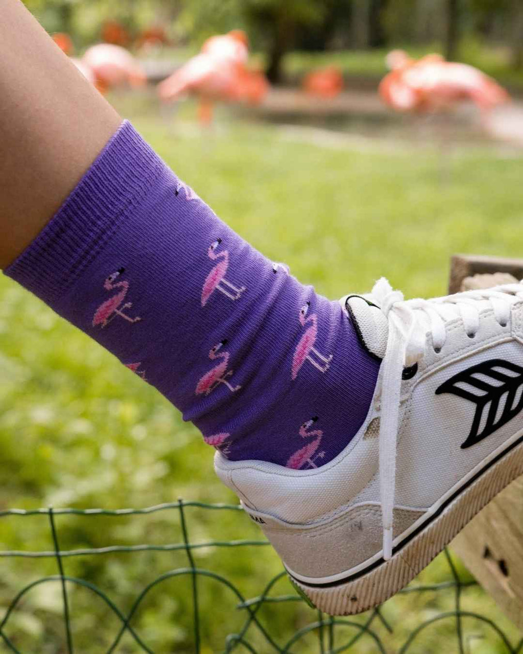 Chaussettes « Flamants Roses » - Chulé