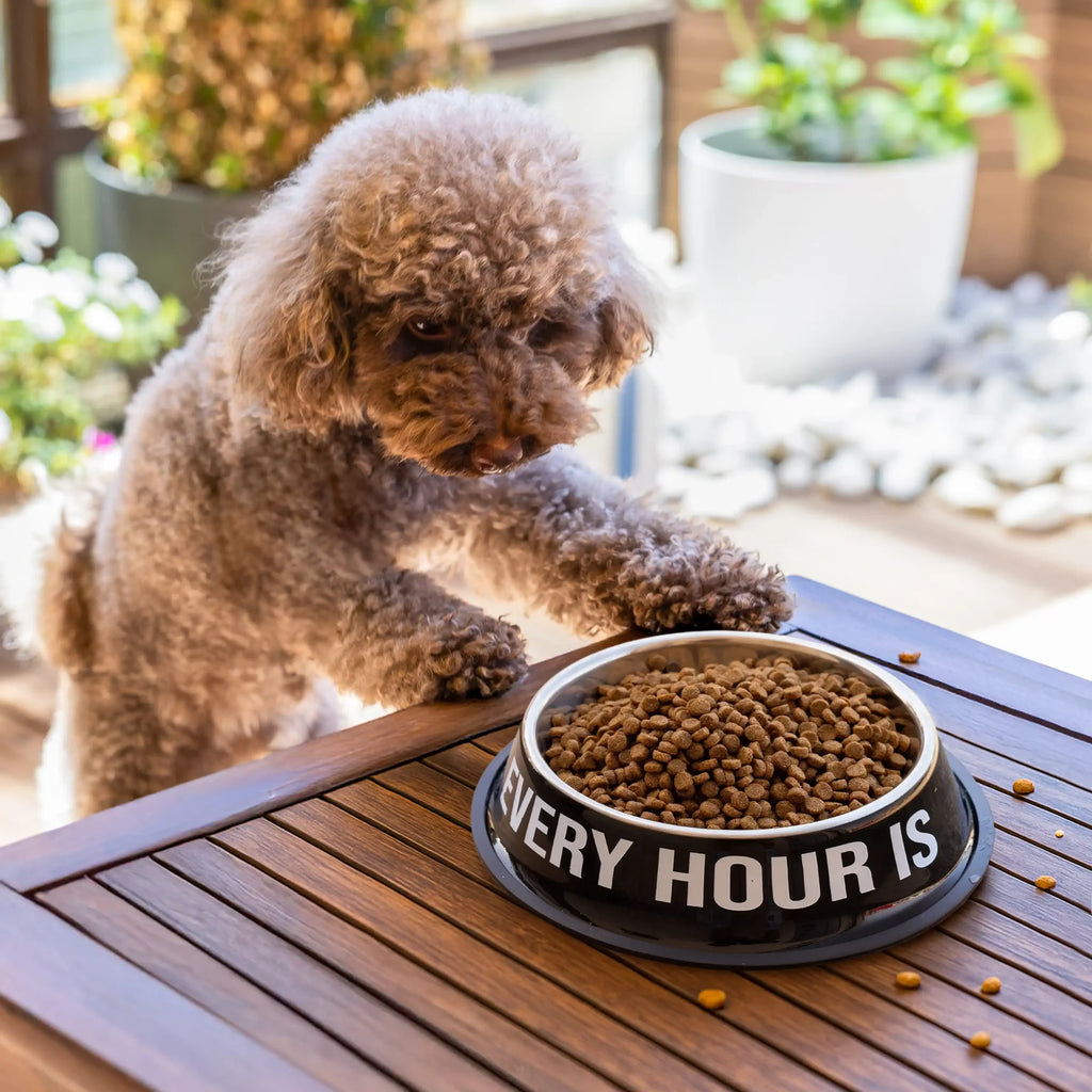 Gamelle et Abreuvoir « Happy hour » – Fisura – vue 6