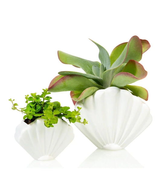 White shell pot